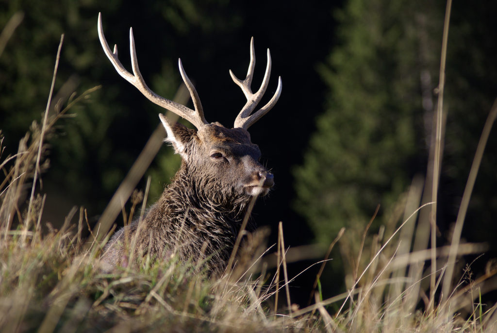 Cerf dans l'herbe au parc de Merlet