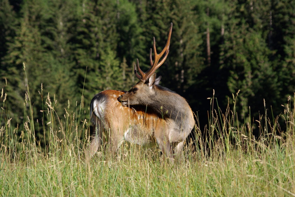 Cerf se grattant le dos parc de merlet