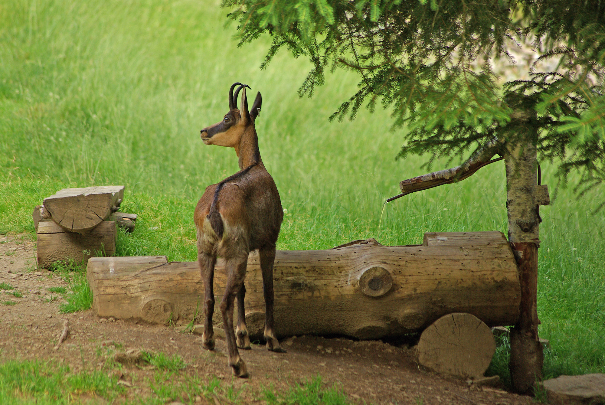 Chamois devant un abreuvoir parc de Merlet