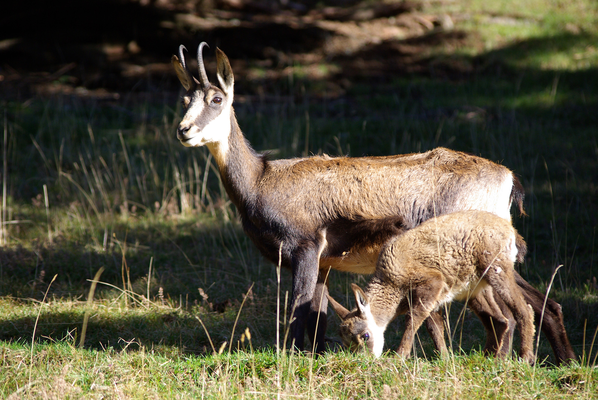 Chamois et cabri au soleil parc de Merlet