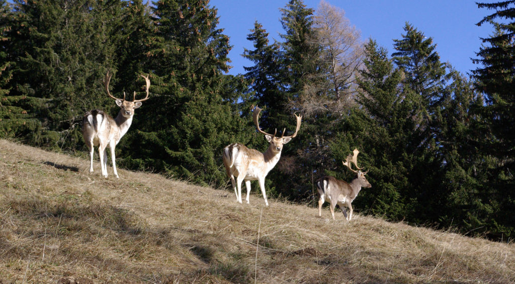 Daims au soleil parc de Merlet