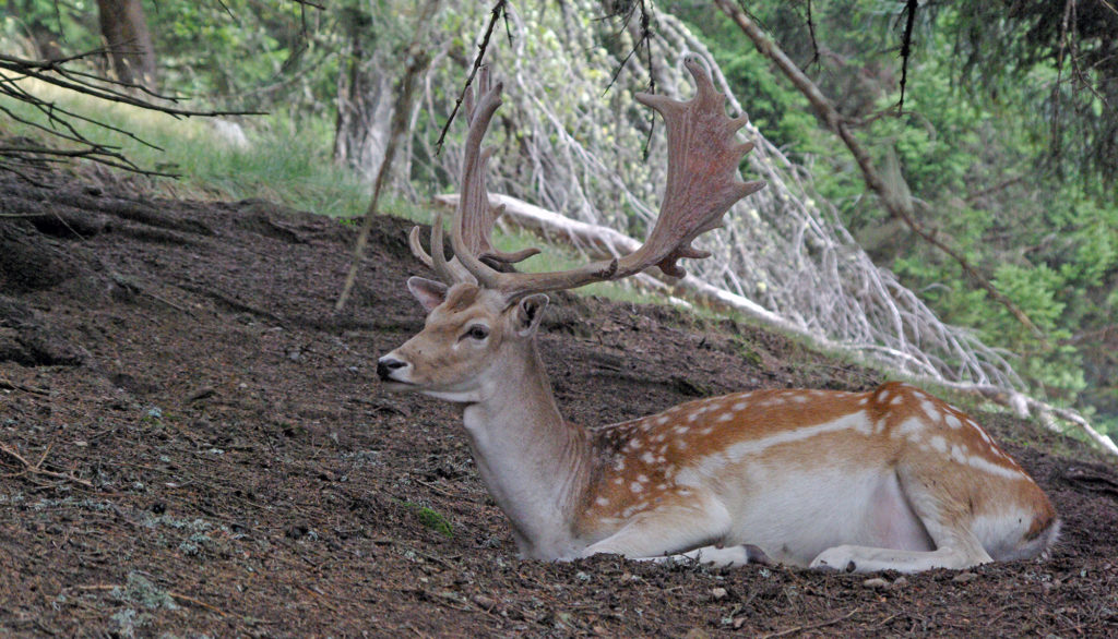 deer lying in the woods Merlet park