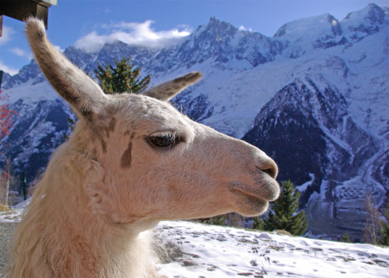 Llama in the snow in Merlet