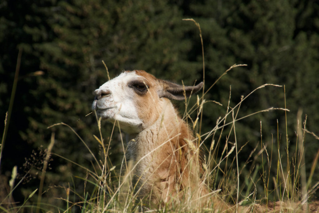 Tête de lama au parc de Merlet