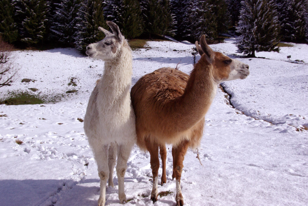 Lamas dans la neige au parc de Merlet