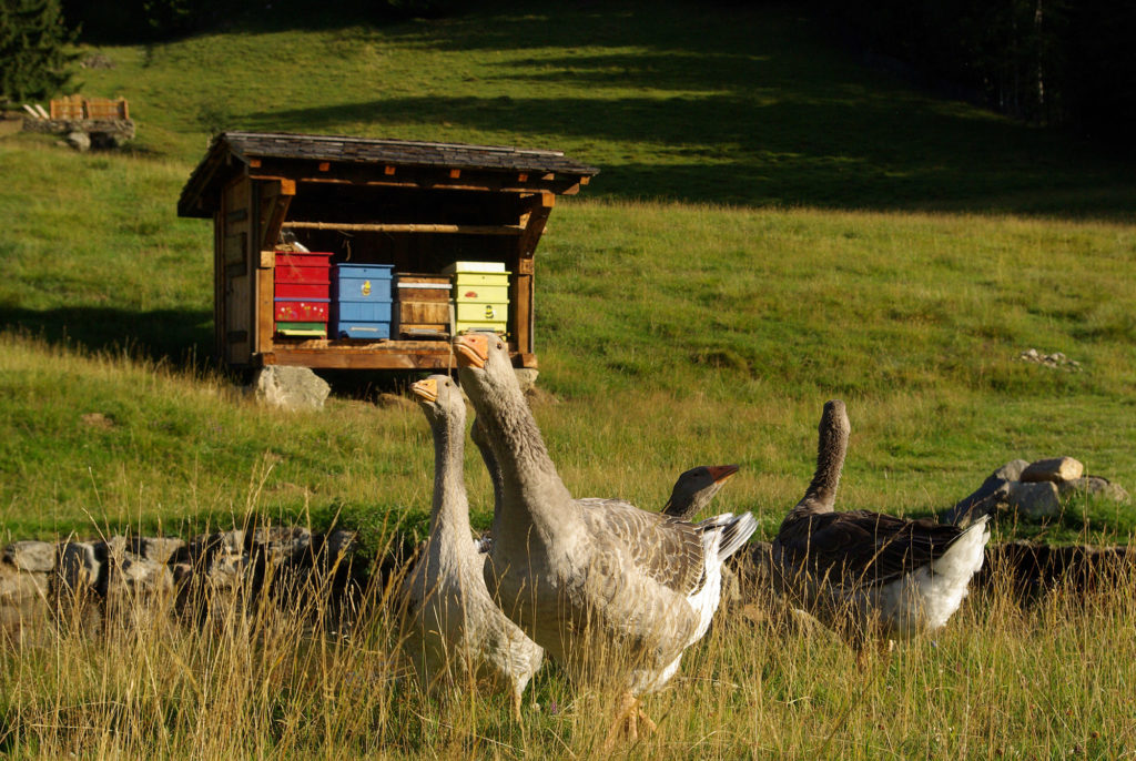 Geese and bees at Merlet Park