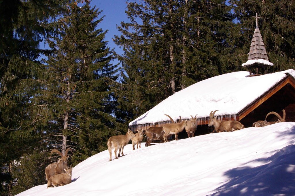 Troupeau de bouquetins dans la neige - Parc de Merlet