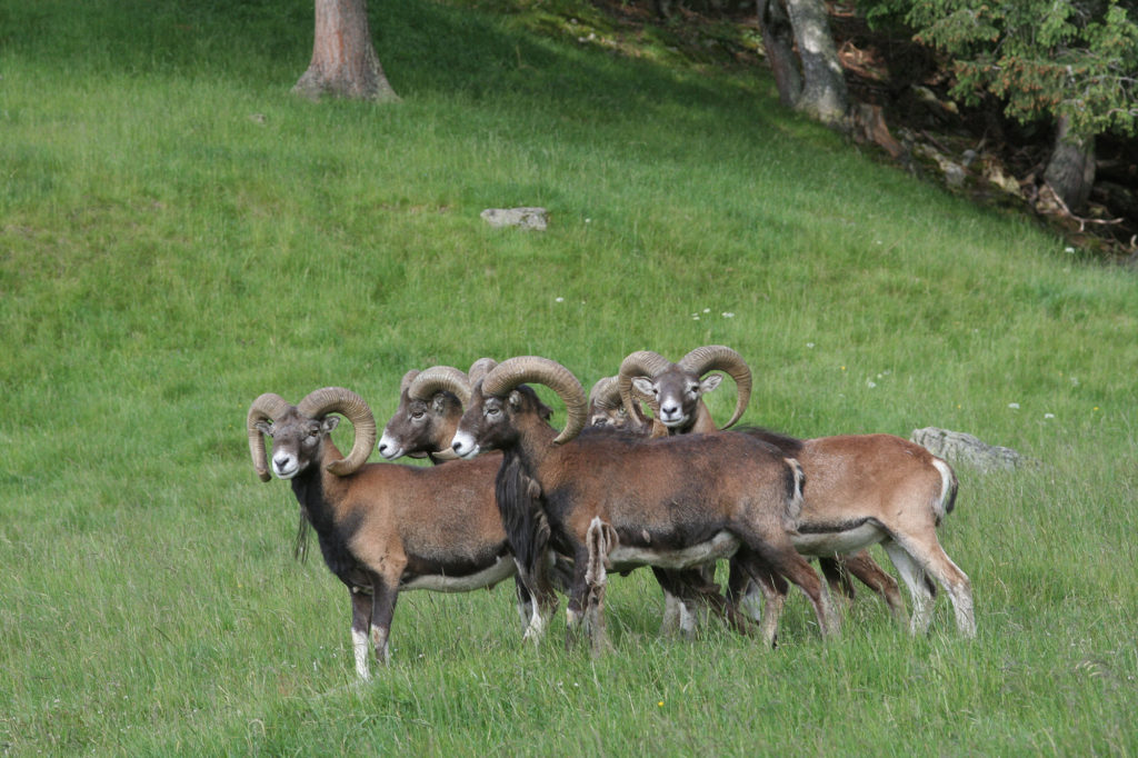 Troupeau de mouflons dans l'herbe verte