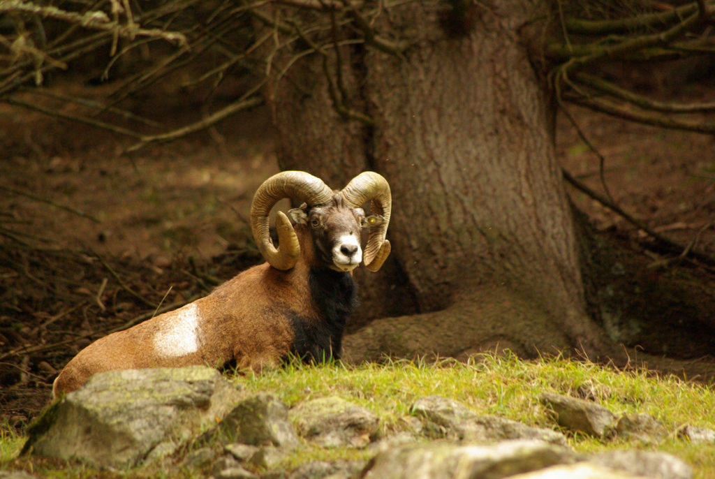 Vieux mouflon dans les bois parc de Merlet