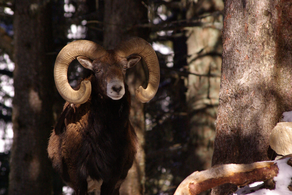 Old mouflon under trees park Merlet