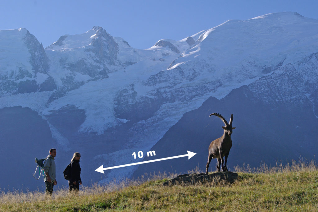 10 mètres de distance entre l'animal et le visiteur au parc de merlet