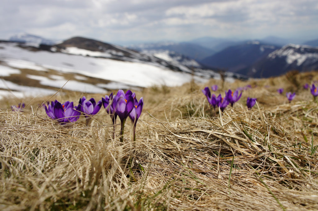 crocus parc de Merlet