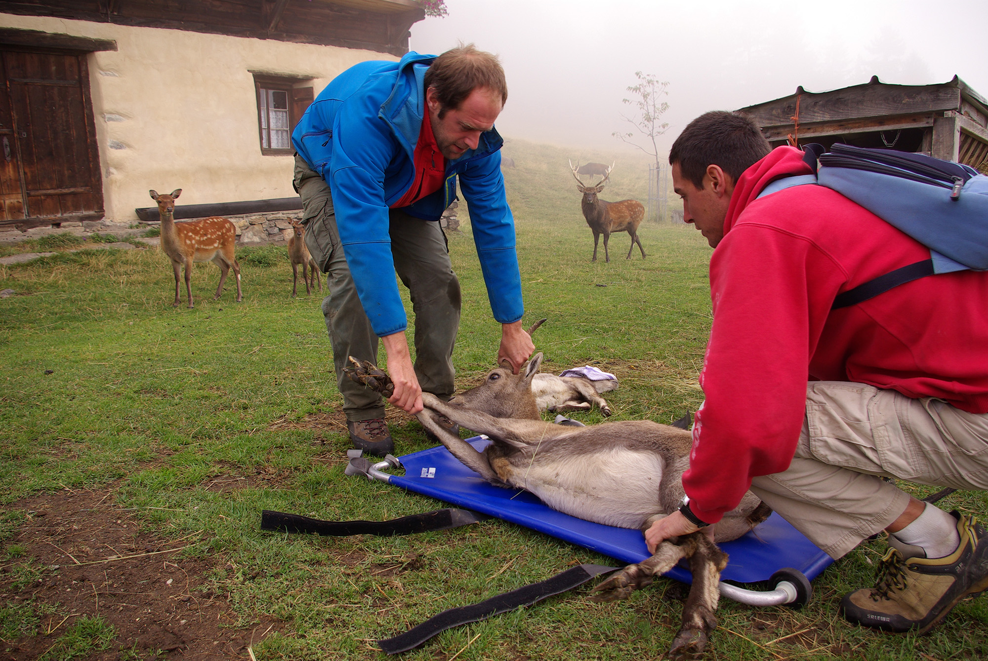 Animal care at Merlet Park