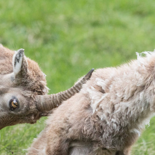 Young ibexes playing