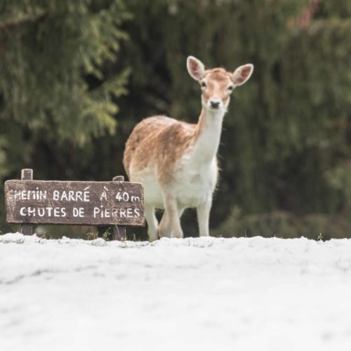 Fallow deer in the snow at Merlet Park