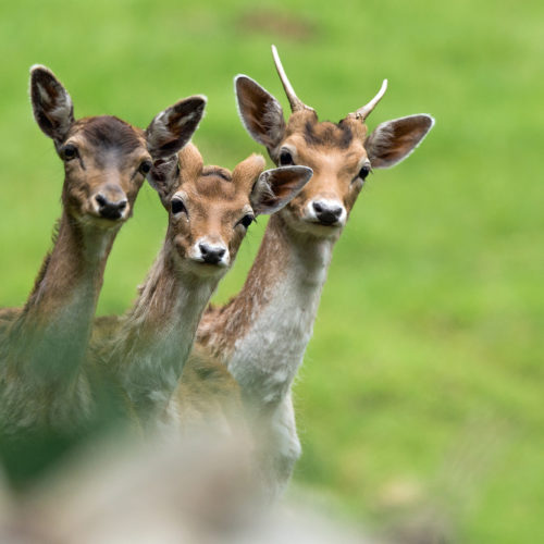 Three deer at Merlet Park