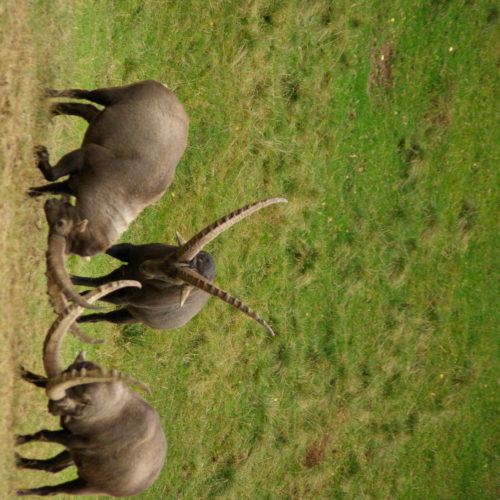 Ibex males fighting at Merlet Park