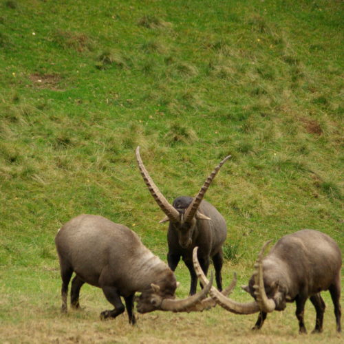 Combat de bouquetins mâles au Parc de Merlet