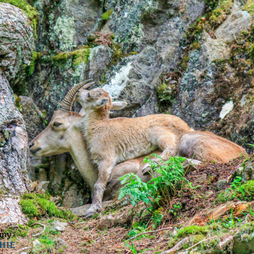 Mother and son ibex at Merlet Park