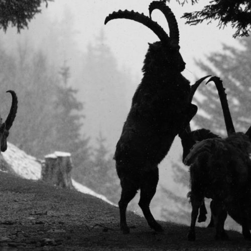 Ibex fighting at Merlet Park