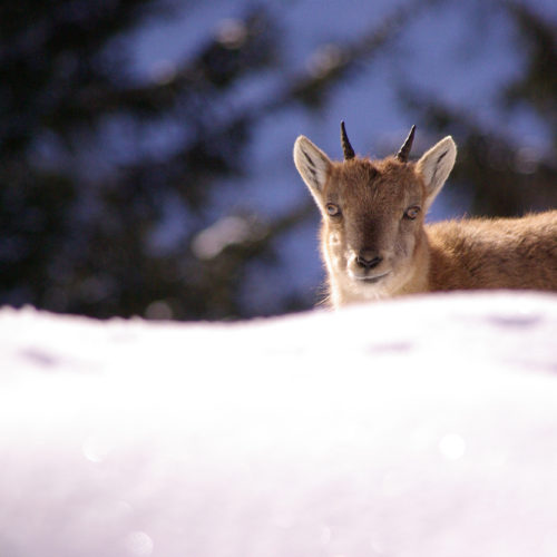 Young ibex in the snow at Merlet Park