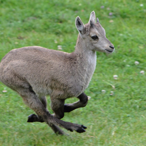 Young ibex running at Merlet Park