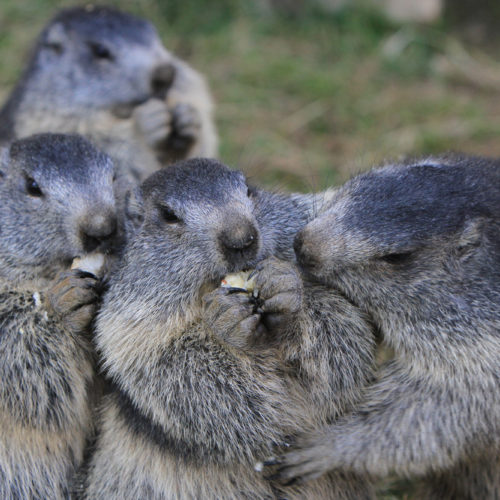 Le Goûter des marmottes au parc de merlet