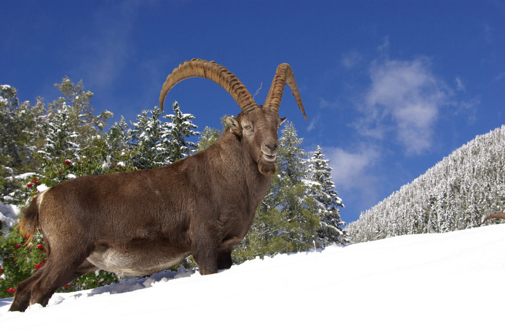 Old ibex male in the snow at Merlet Park