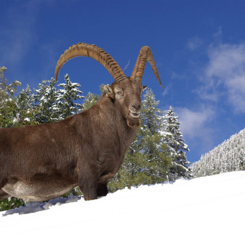 Old ibex male in the snow at Merlet Park