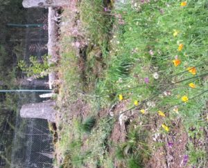regeneration foret