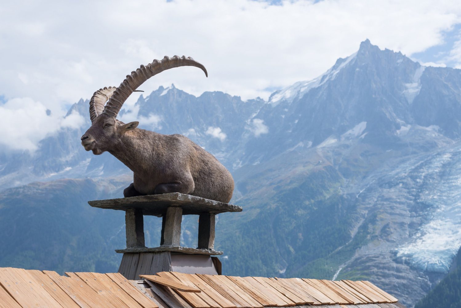 Bouquetin sur le toit face au Mont-Blanc