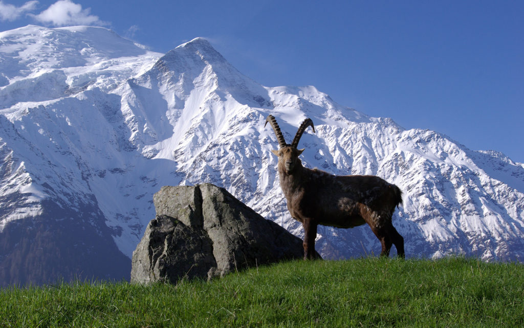 vignette