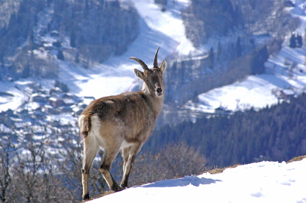 Ibex in the snow, facing the valley - Merlet Park