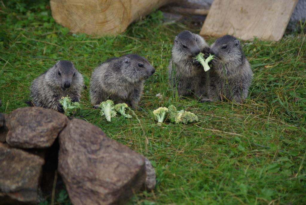 Baby marmotts eating broccoli at Merlet Park