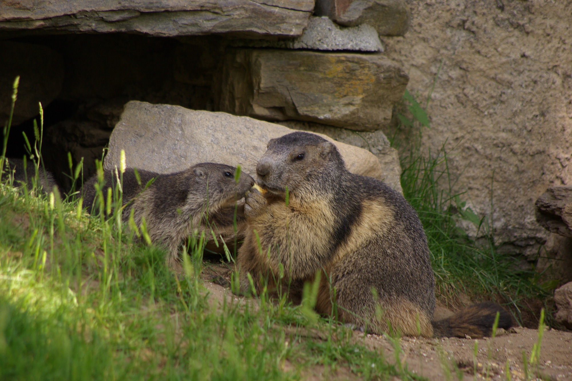 Two marmots in front of the burrow