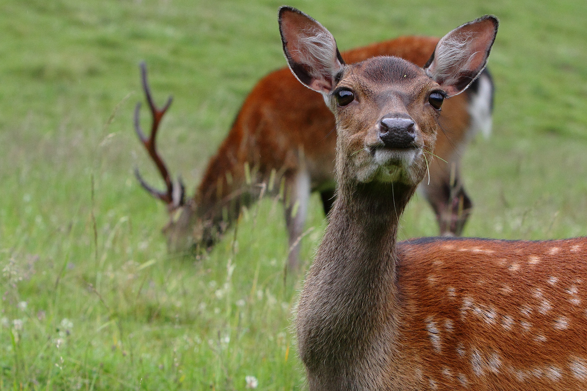 Elégante biche au parc de Merlet