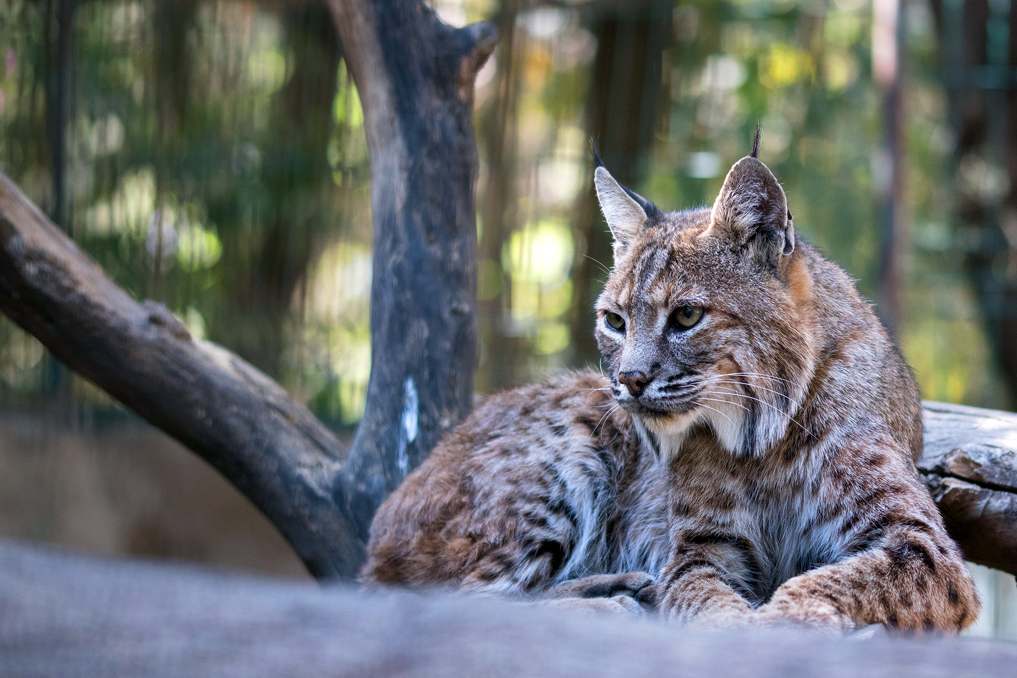 le lynx un predateur au parc de merlet le lynx un predateur au parc de merlet