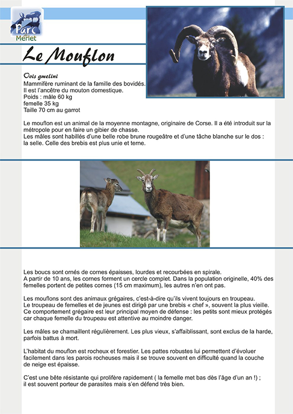 Le mouflon - Parc de Merlet