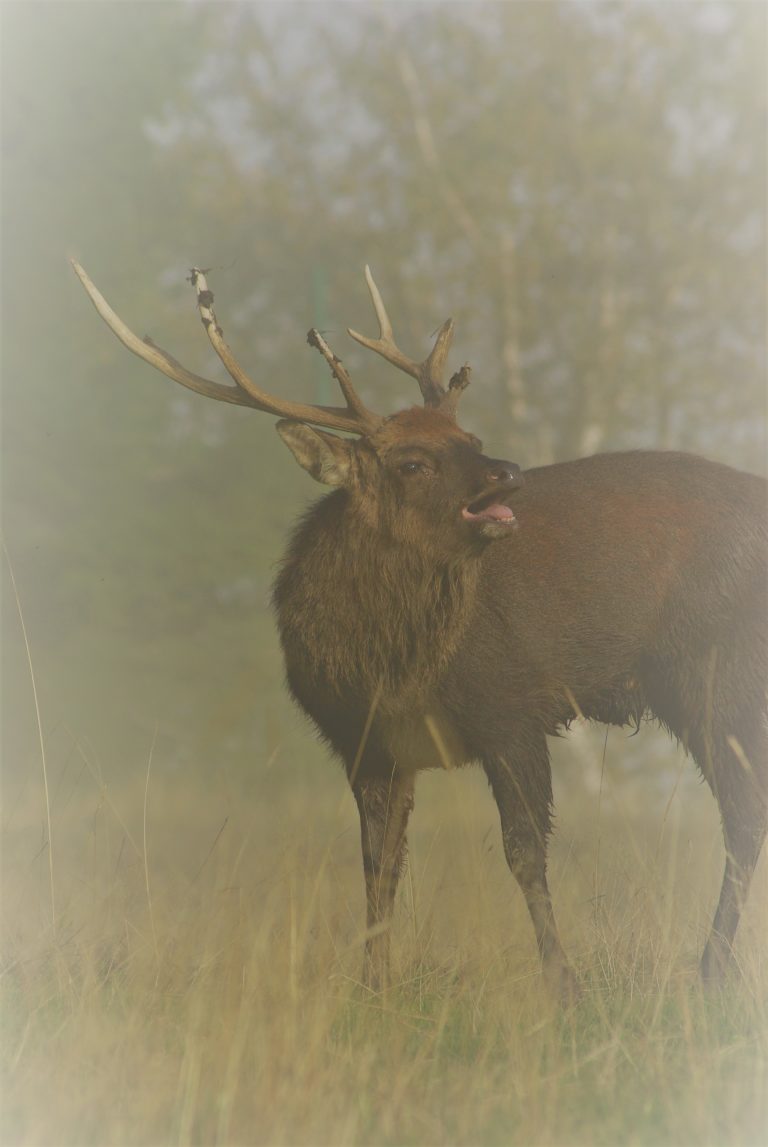 le brame du cerf au parc de merlet