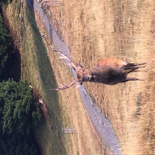 cerf pairie