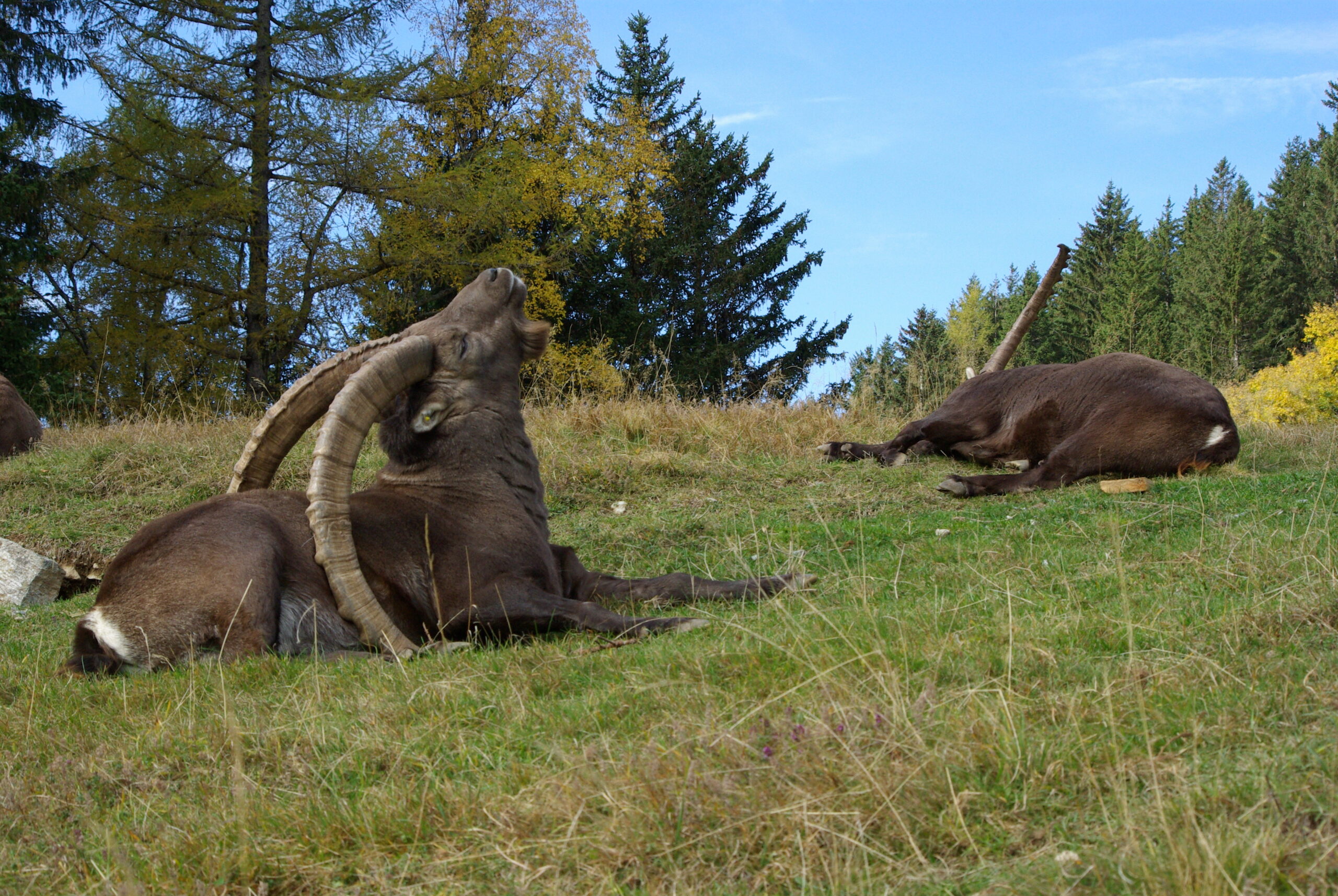 Bouquetin qui dort