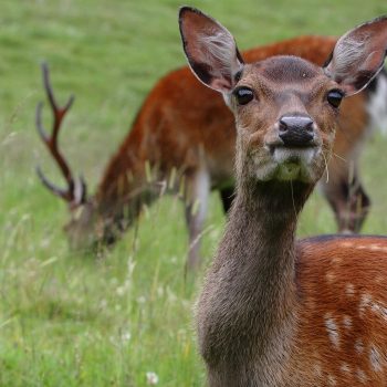 Elégante biche au parc de Merlet