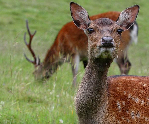 Elégante biche au parc de Merlet